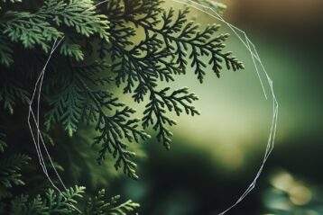 Was ist Thuja Brabant?