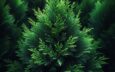 Thuja Smaragd und ihre dichte Struktur